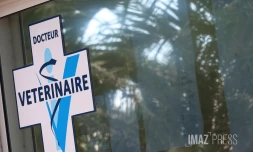 vétérinaire 