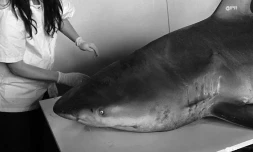 illustration requin 