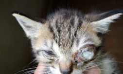 L'Arche de Noé : une cagnotte pour aider le petit chat Miro