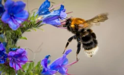 Les populations de bourdon en Europe et Amérique du Nord ont fotement décliné et certaines espèces pourraient même disparaître