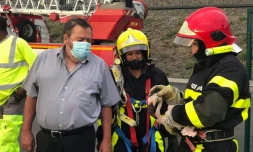 flamant rose secouru à saint-pierre
