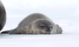 TAAF : la période des naissances des phoques de Weddell a commencé 