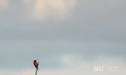 oiseaux