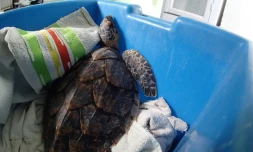 Adrien, la tortue imbriquée blessée, a retrouvé son bassin à Kélonia