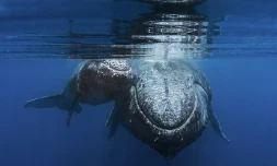 Photographe amateur photo sous-marine poissons baleines