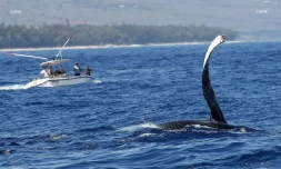 baleines 