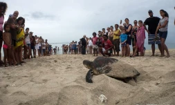 Remise en liberté de Moana et Tamy