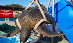 Kelonia : trois tortues ont perdu la vie