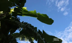 météo réunion 