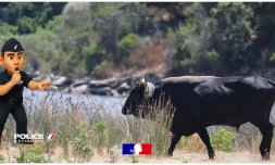 En Corse, un taureau débarque sur une plage et vole le sac d’une touriste