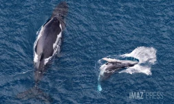 baleines septembre 2023