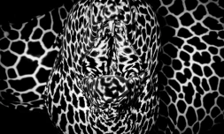 Saint-Paul : la photo sous-marine glorifée à travers un concours photo associatif 