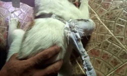 Le chat convoyeur et le sac attaché autout de son cou contenant la drogue. Photo prise par la justice panaméenne le 16 avril 2021