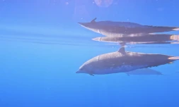 Le Port : des baleines à bec de Blainville observées au large de la Pointe des Galets