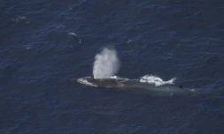 Un rorqual commun observé au large de La Réunion