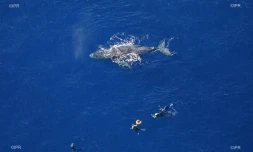 baleines