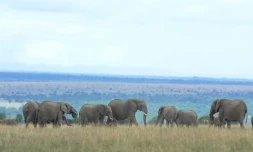 Eléphants dans la réserve Ol Pejeta, au Kenya, le 28 avril 2016