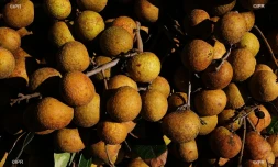 légumes et fruits