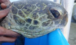 tortue retrouvée morte 29 janvier à saint gilles