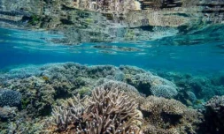 Mayotte : le récif corallien en période de sursis