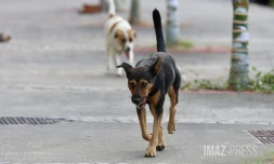 chien errant