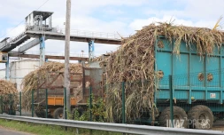 Grève à l'usine Bois-Rouge : les planteurs en colère veulent mettre la pression sur Tereos [?]