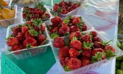 fraises péi vendu dans le quartier de Mont Roquefeuil