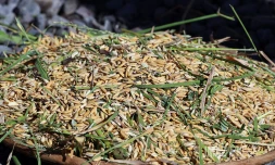 riz dans ma ville au port 
