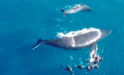 Baleine Méréva Agressive