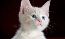 TCO : des animations pour la journée international du chat 