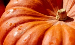 citrouille