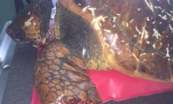 Kélonia, centre de soins, tortue, caouanne, requin tigre, attaque, morsure