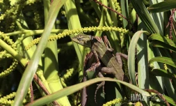 Lézard Agama 