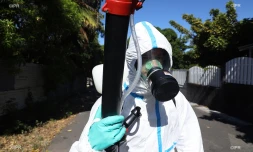 Dengue 