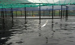 Saumon dans une ferme d'élevage le 11 septembre 2014 à Indre Oppedal, à 100 km de Bergen