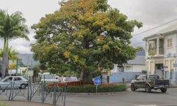 Baobab de Trois-Mares
