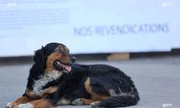 Chiens
