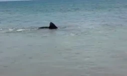 Requin tigre Hawaï 