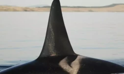 Une image non datée d'un orque fournie par le Centre pour la recherche sur les baleines, basé dans l'Etat américain de Washington (nord-ouest) ( Center for Whale Research / David Ellifrit )