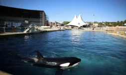 Keijo, une orque de Marineland, dans la piscine de ce parc aquatique à Antibes, le 27 novembre 2025 ( AFP / Valery HACHE )