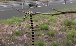 serpent