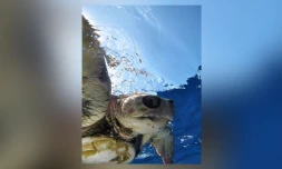 La tortue Tina poursuit son périple dans le Golfe persique