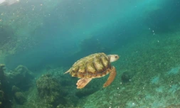 tortue India Kelonia