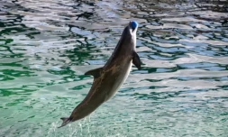Un dauphin au parc aquatique de Marineland, à Antibes (Alpes-Maritimes), le 2 janvier 2025 ( AFP / MIGUEL MEDINA )