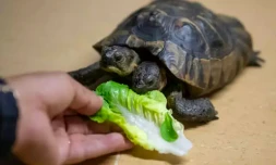 Janus tortue à deux têtes