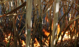 Incendie champ de cannes