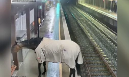 Australie : un cheval retrouvé sur un quai de gare en pleine nuit