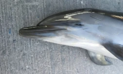 dauphin mort globice