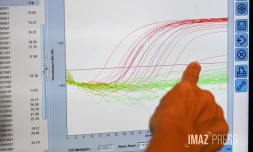  chikungunya analyse sang 