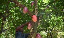 Récolte de cabosses de cacao dans une plantation près de Guiglo, dans l'ouest de la Côte d'Ivoire, le 10 octobre 2020